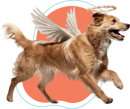 skypet-honrando-vidas-abraznado-recuerdos-slide